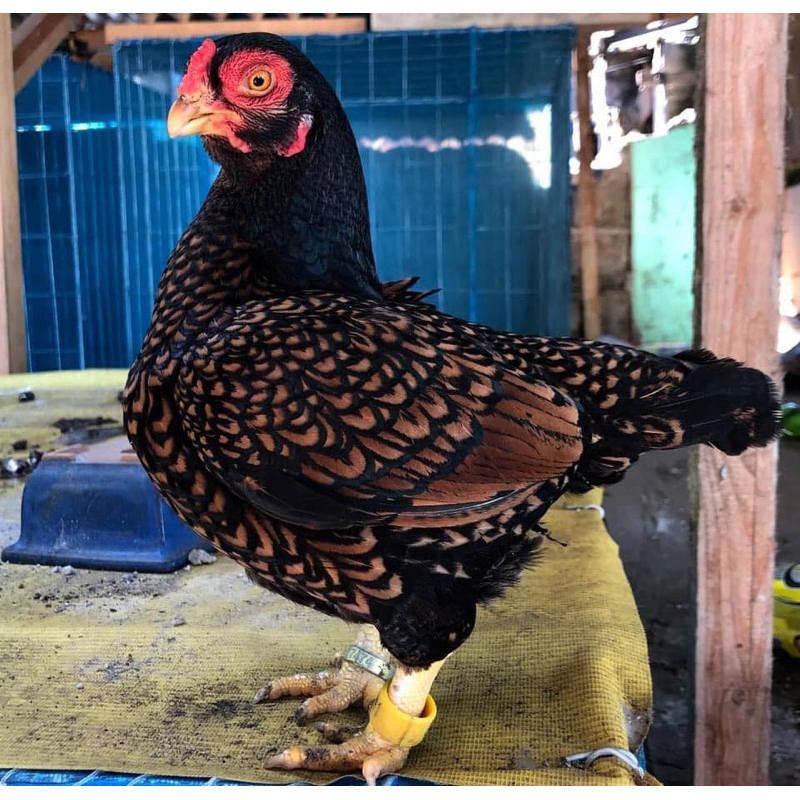 

TELUR AYAM HIAS CORNISH BANTAM UNTUK DI TETASKAN