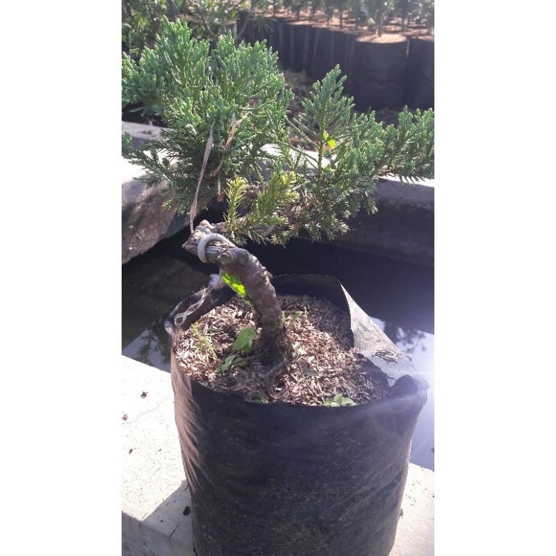 bahan/ bibit bonsai cemara sinensis blue size Large/ sinensis blue ukuran besar