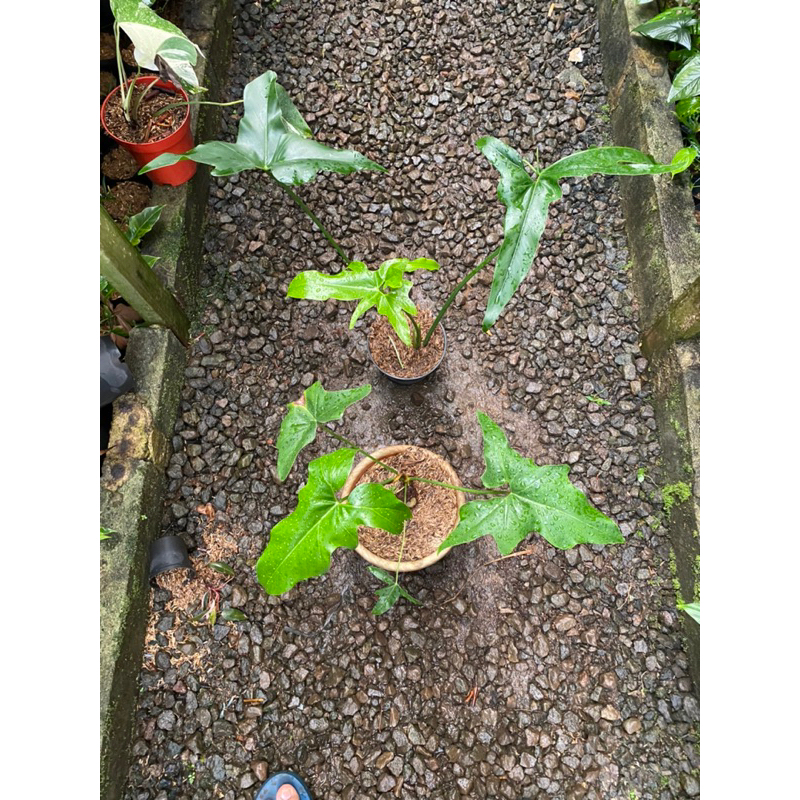 Thaumatophyllum african fantasy