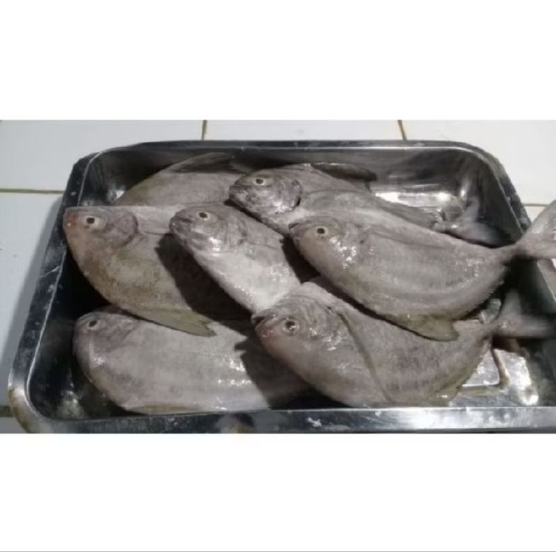 

Ikan Bawal Hitam Segar 1kg