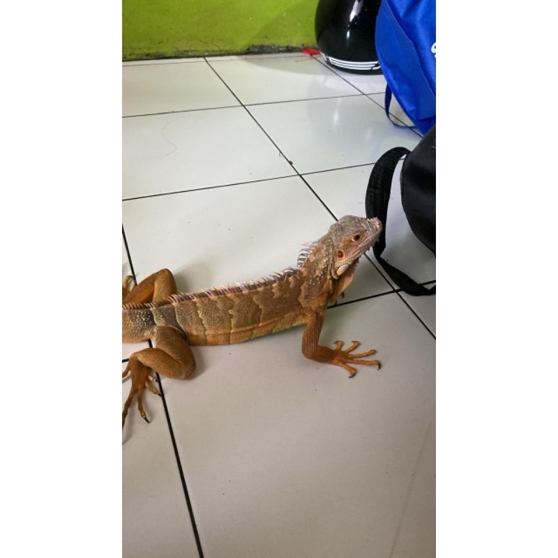 iguana red jantan