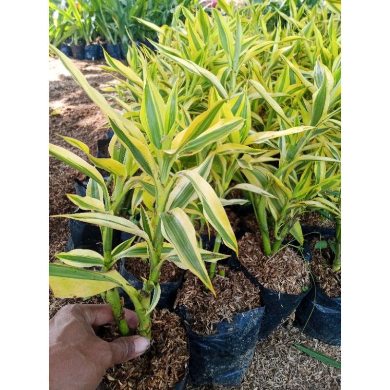 Bambu hoki golden / bambu hoki kuning