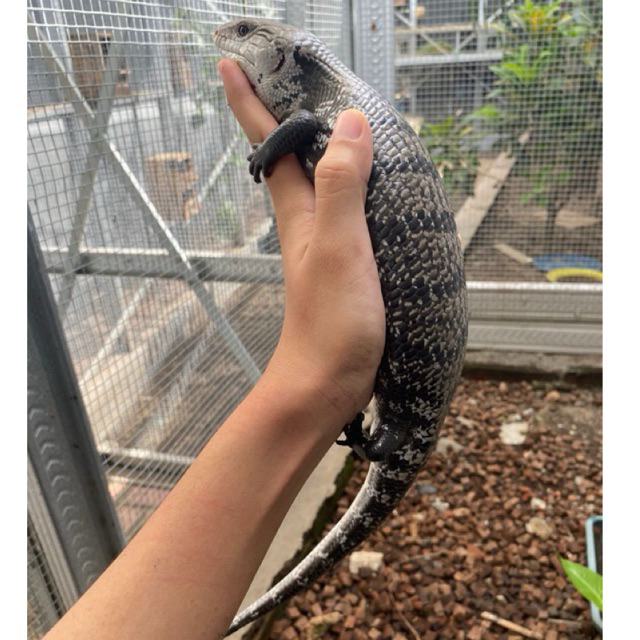 Kadal Panana Blue tongue lizard