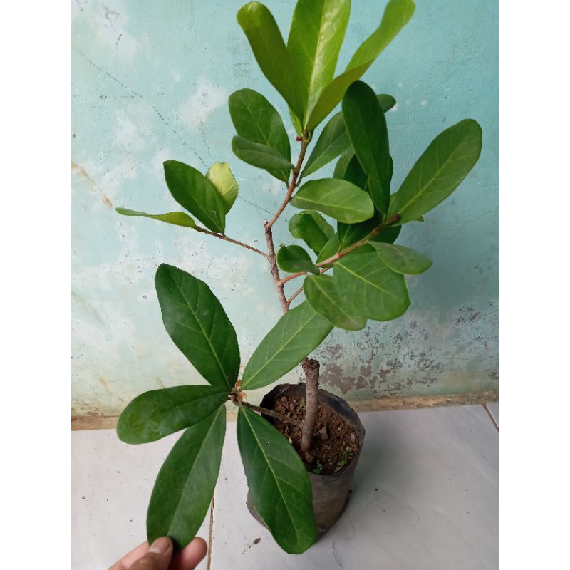 ficus retusa ara jejawi tanaman peneduh di kirim random
