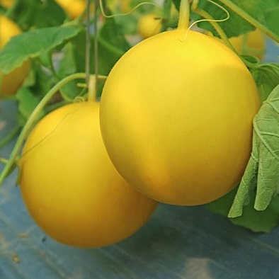 

Melon Golden perpcs| Buah Melon Manis | Golden Melon