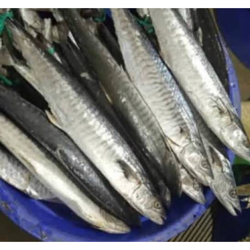 

IKAN TENGGIRI FRESH 1kg
