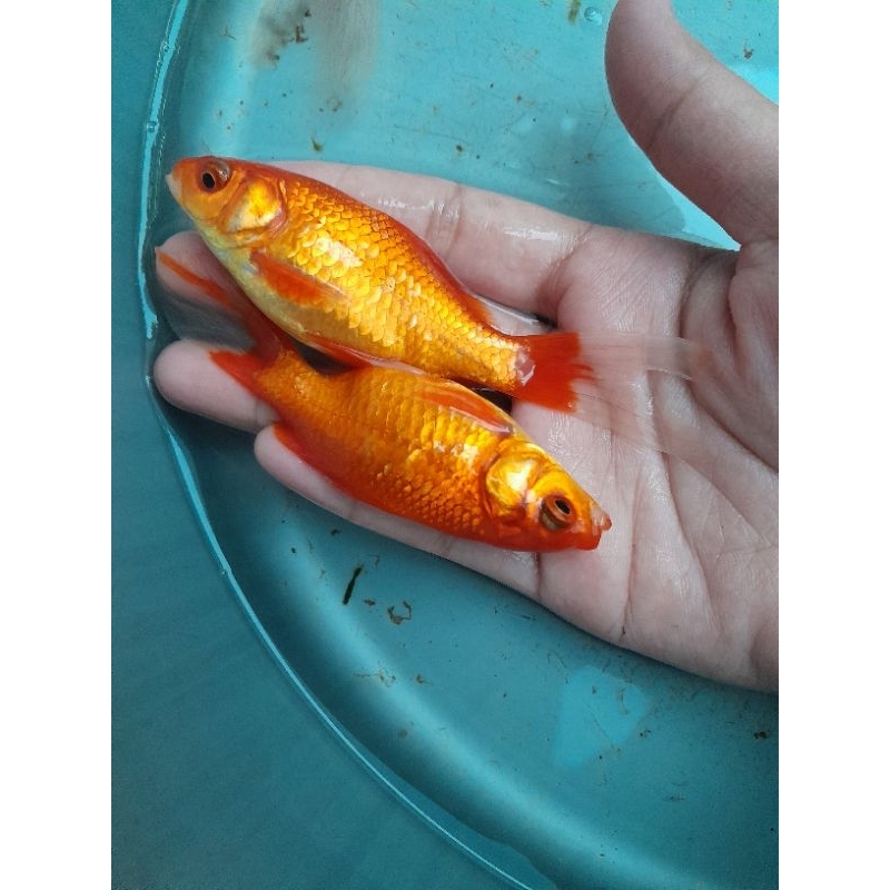 Ikan Hias mas komet ,merah ,slayer dll