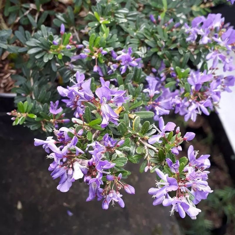 bahan bonsai Saeng simbur mikro vietnam super