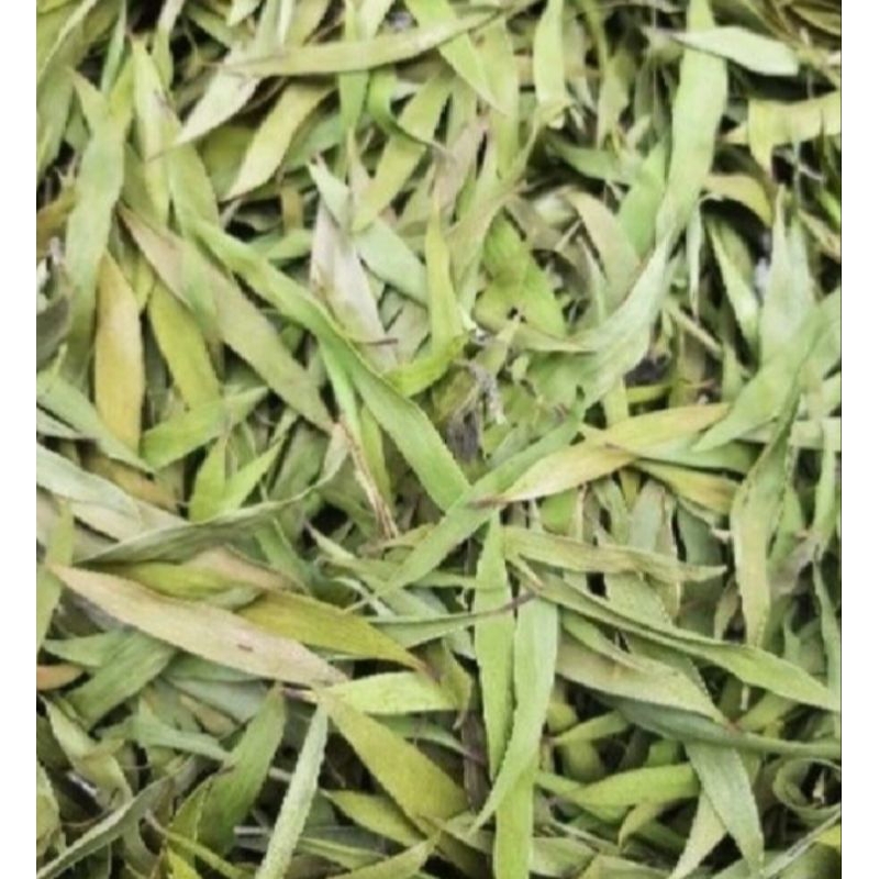 

Daun Kayu Putih Kering