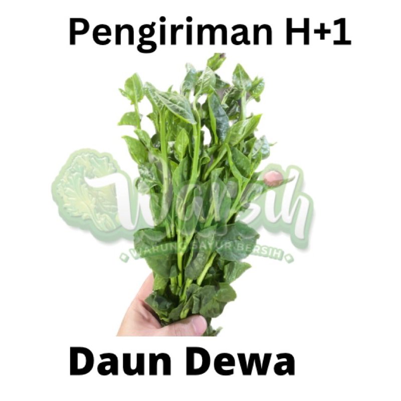 

WARSIH • DAUN DEWA 1 IKAT