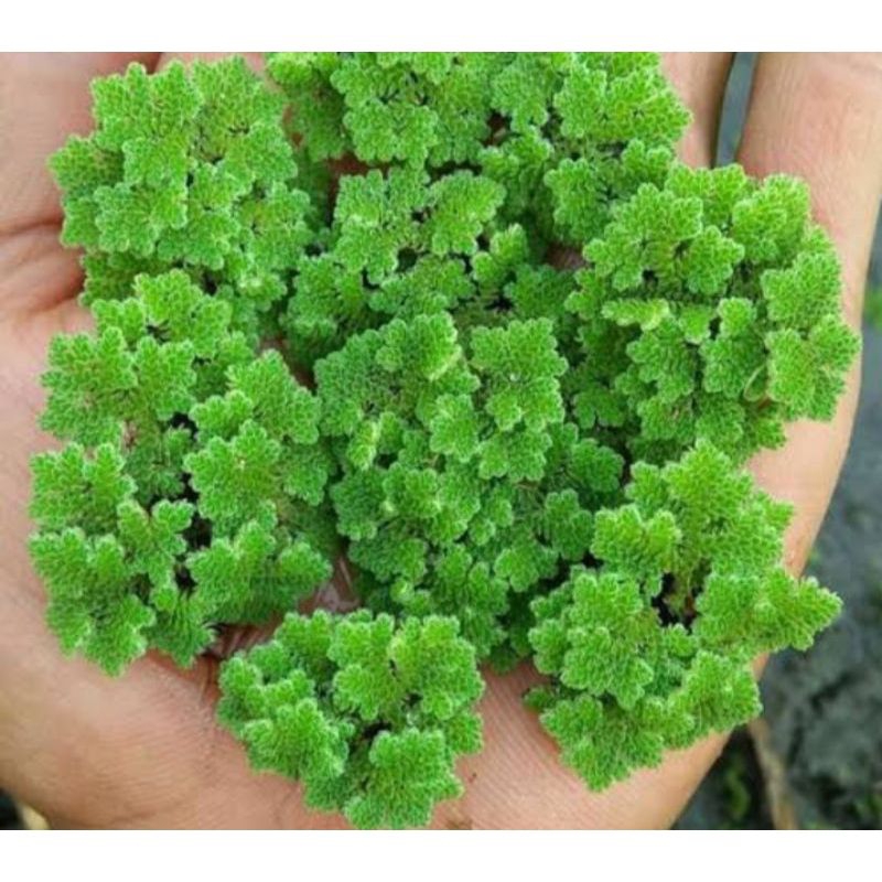 azolla Tanaman Aquascape(Persendok makan)