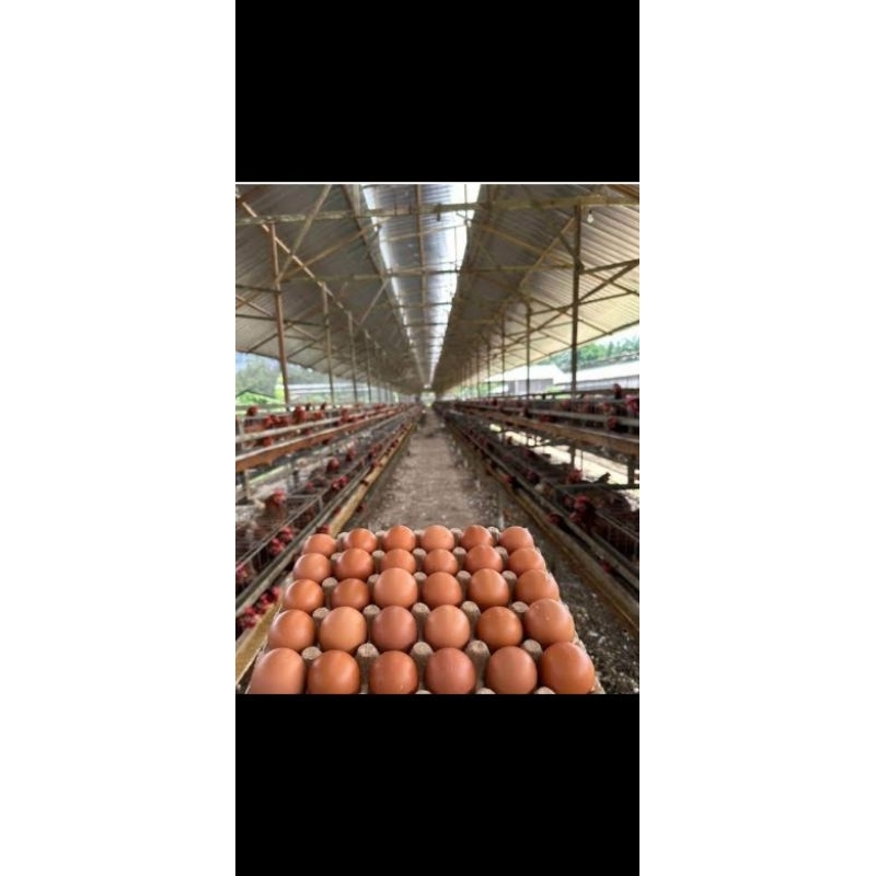 

telor ayam fresh langsung dari kandang