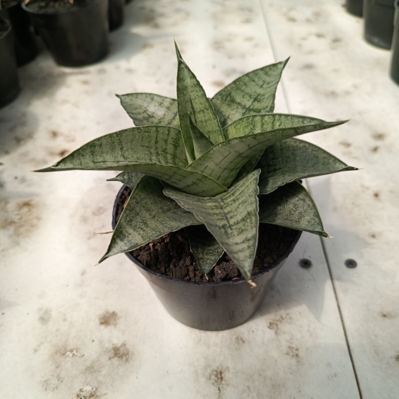 Sansevieria hybrid agatha