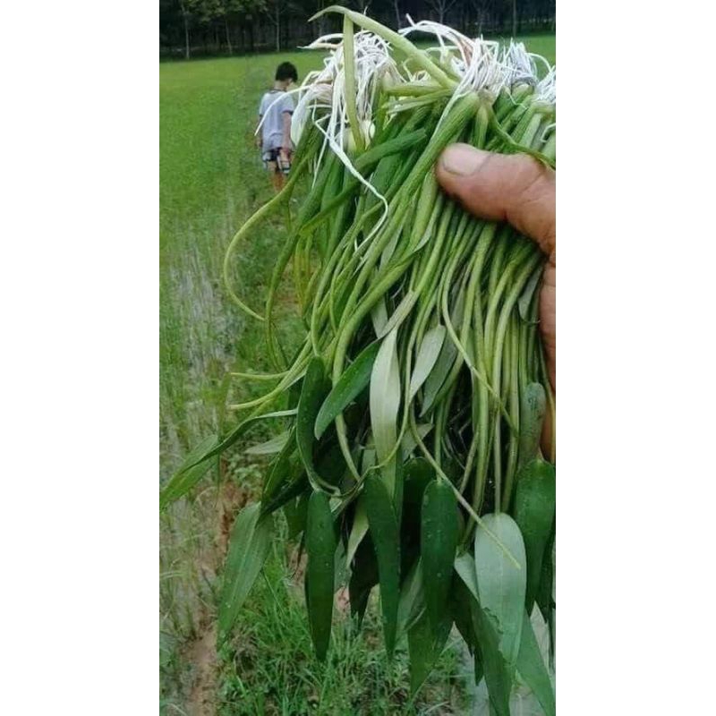 

daun eceng 250g