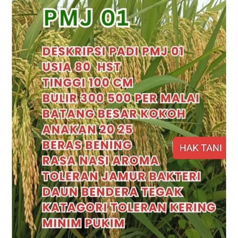 BENIH PADI PMJ-01 5KG