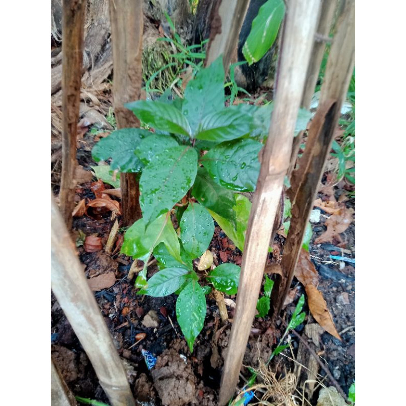 

daun handelem 300 lembar