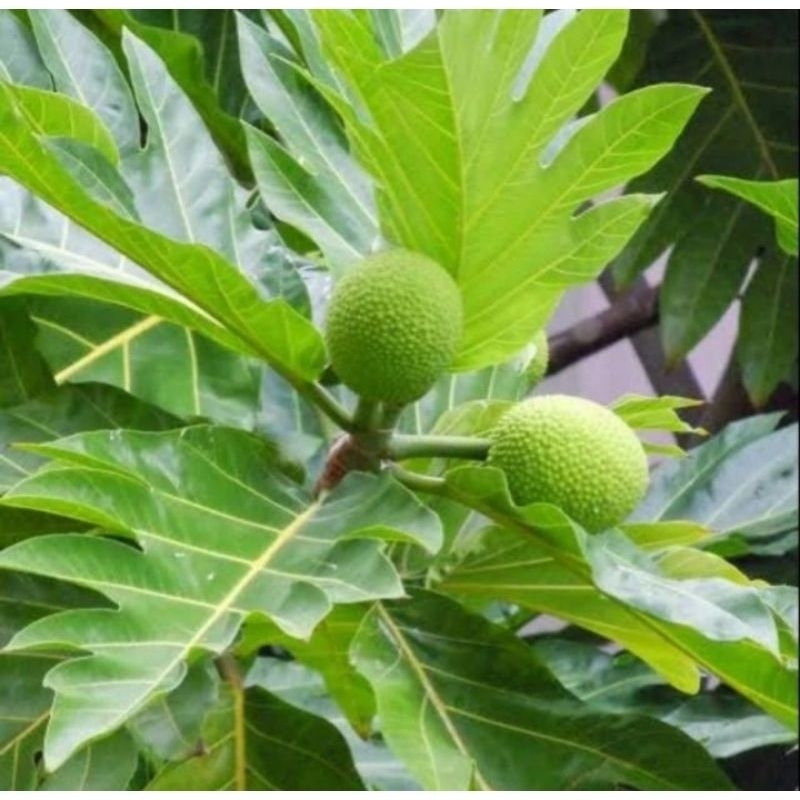 

Daun sukun basah segar