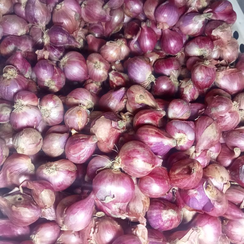 

bawang merah ukuran tanggung 2 kg