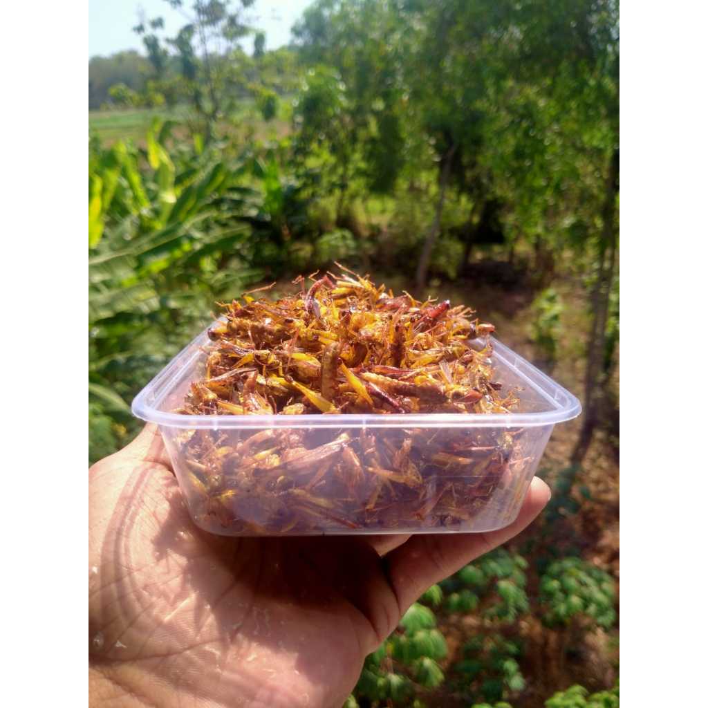 

BELALANG GORENG kriuk kriuk