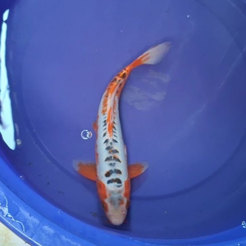 Ikan Koi Blitar Jenis Shusui / Rumah Koi Jakarta / kode 0018