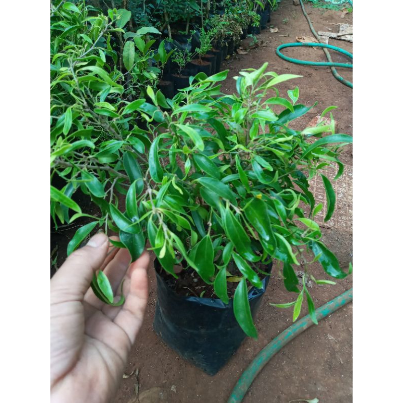 beringin arjuna bahan bonsai