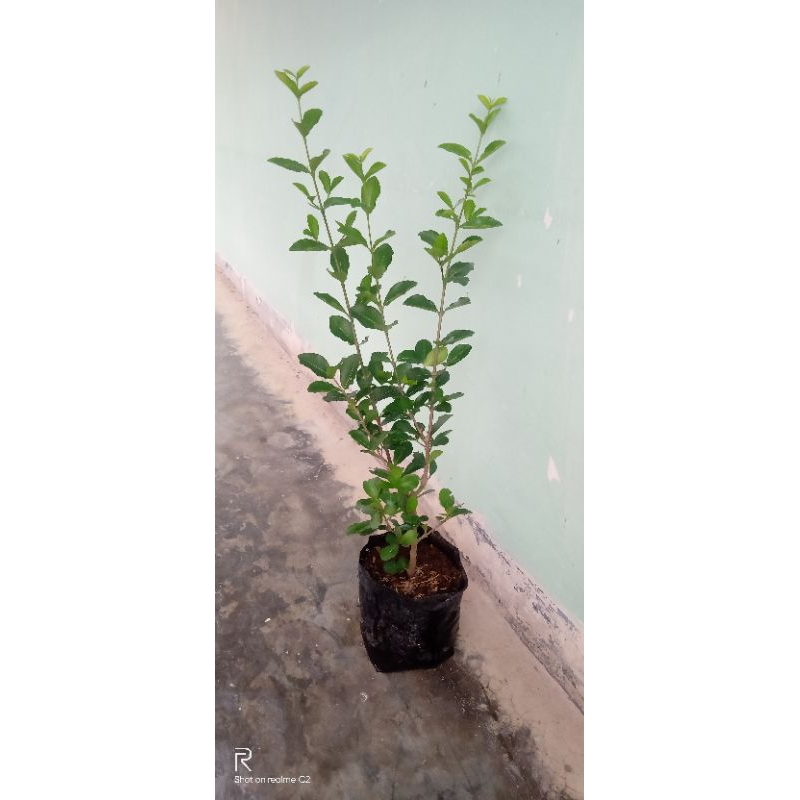 bahan bonsai sianci cherry vietnam original manis