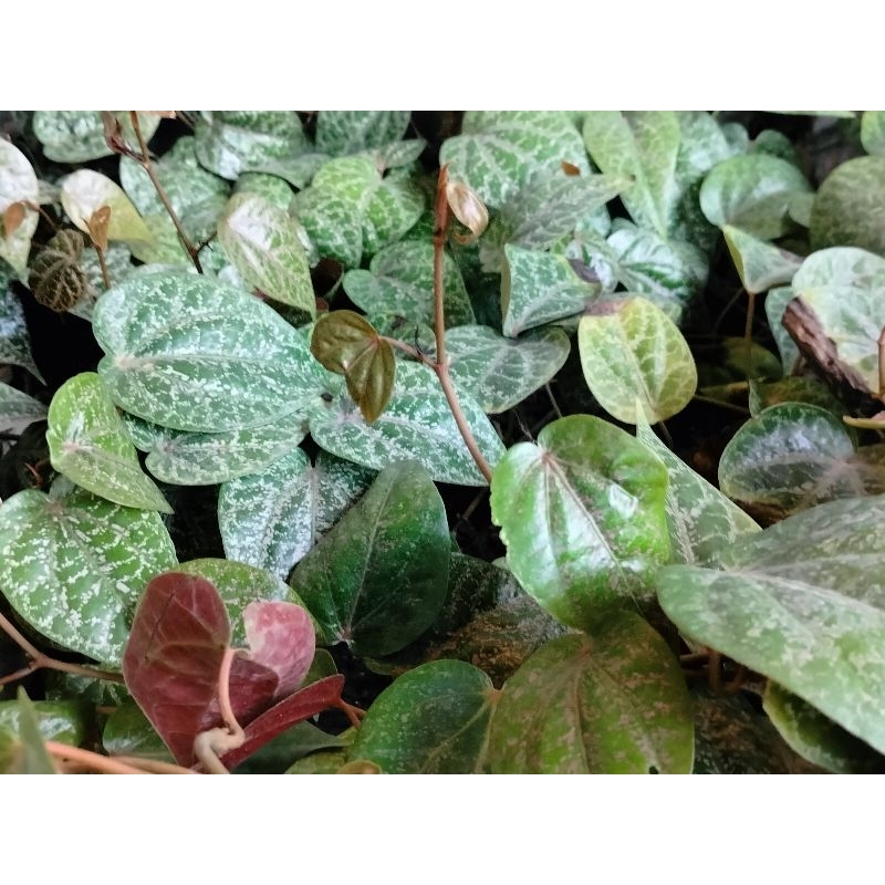 

Daun Sirih Merah Segar/Fresh