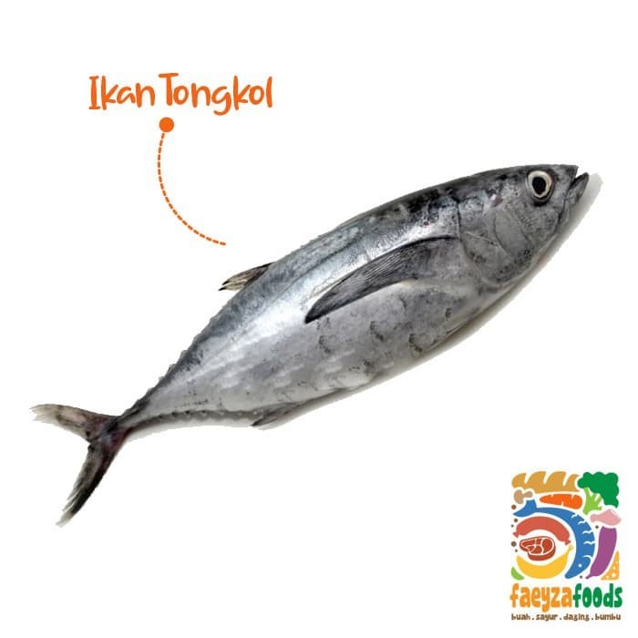

IKAN TONGKOL 1 KG FRESH PREMIUM [GROSIR]