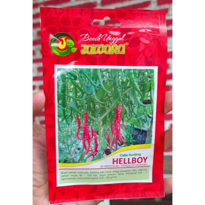 benih jawara cabe keriting helboy