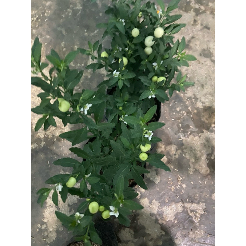 bibit tomat crismil manis kondisi berbuah