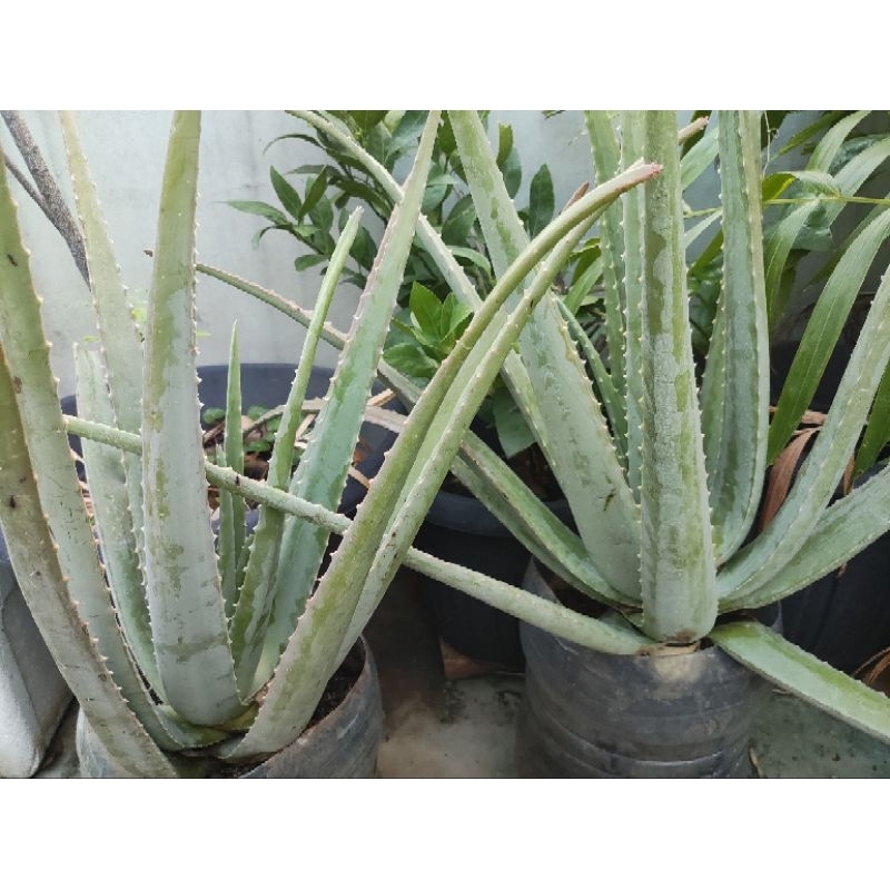 Lidah Buaya (Aloe Vera barbadensis)