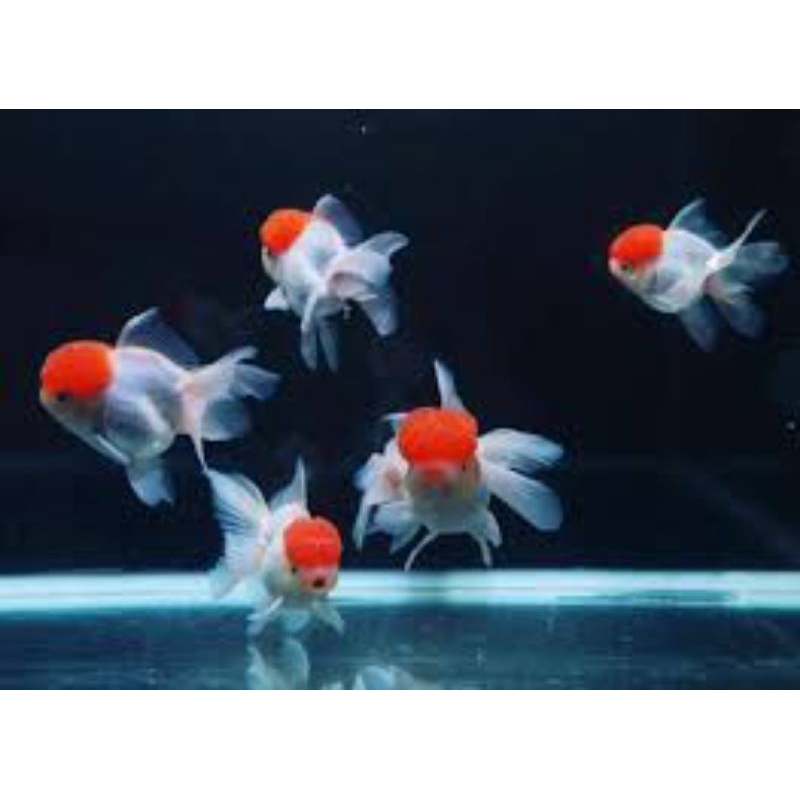 

stiker oranda ukuran L