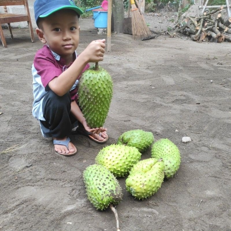 

Buah sirsak madu segar