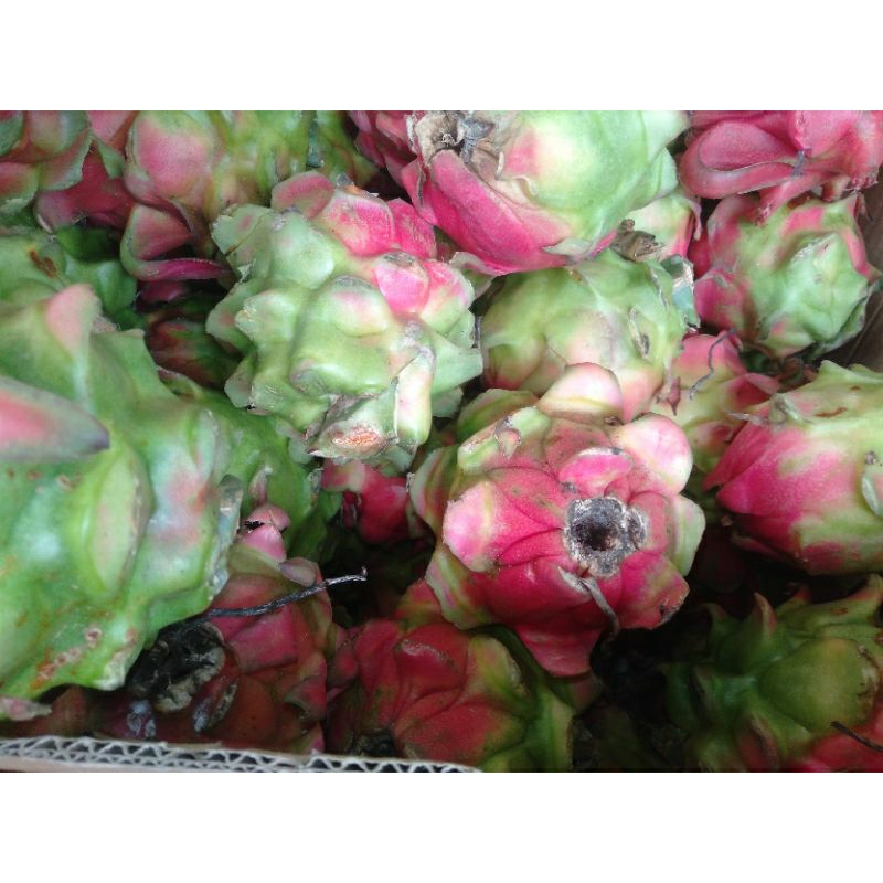

Buah Naga matang segar kilogram