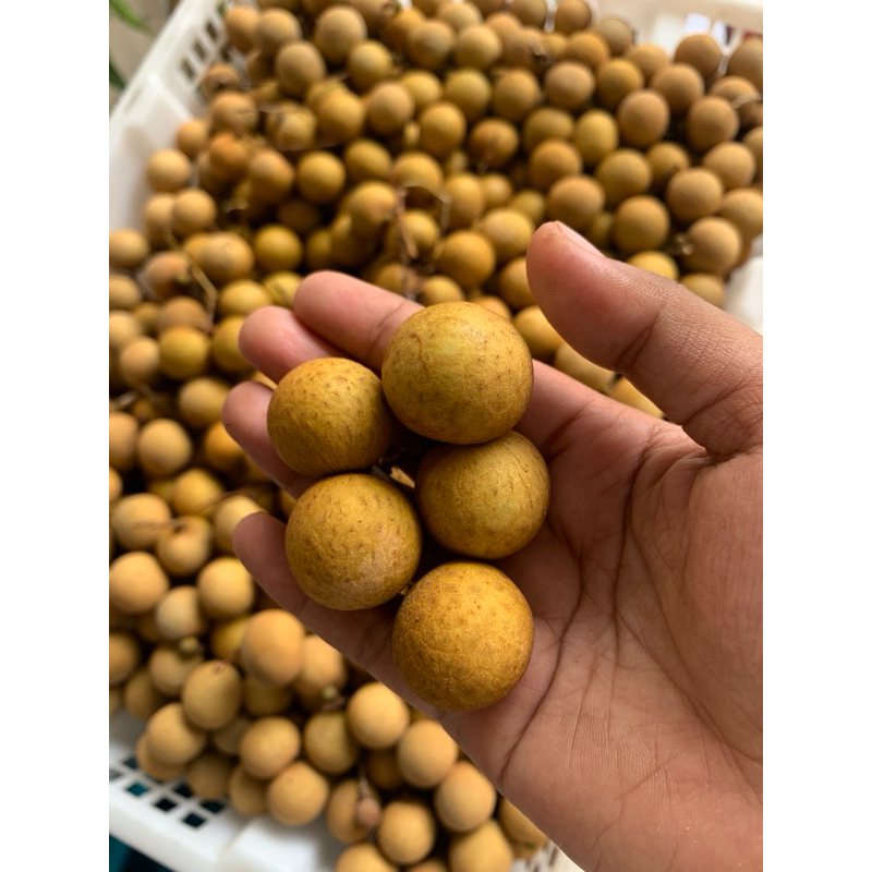 

Kelengkeng Label Emas (Harga Per Kg)