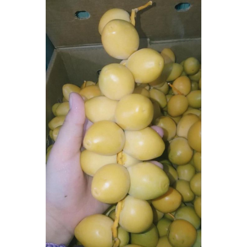 

KURMA MUDA BARHEE KUNING / KURMA MUDA PROMIL