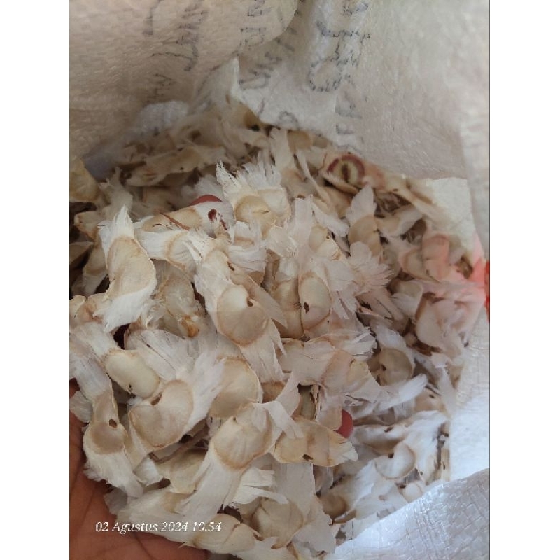 benih tanaman tabebuya kuning