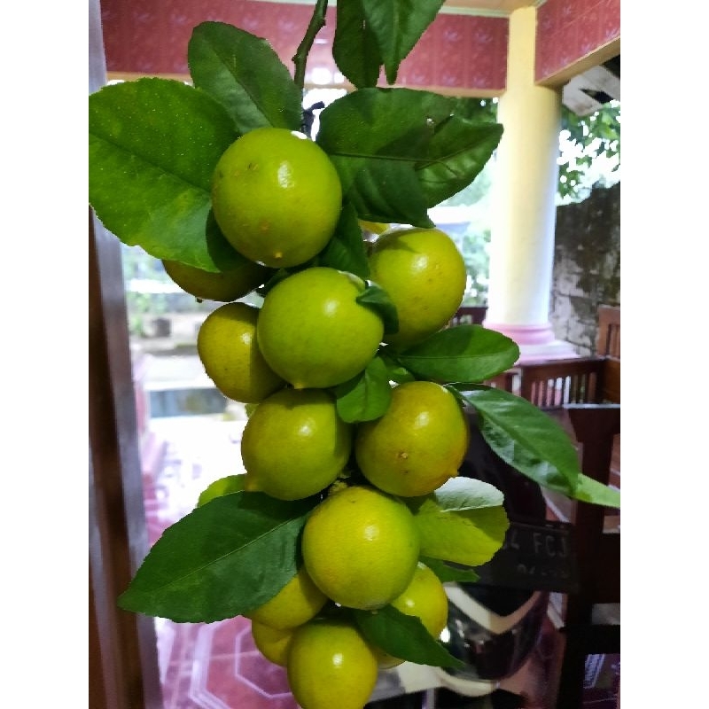 

lemon lokal / yurika 10kg non biji