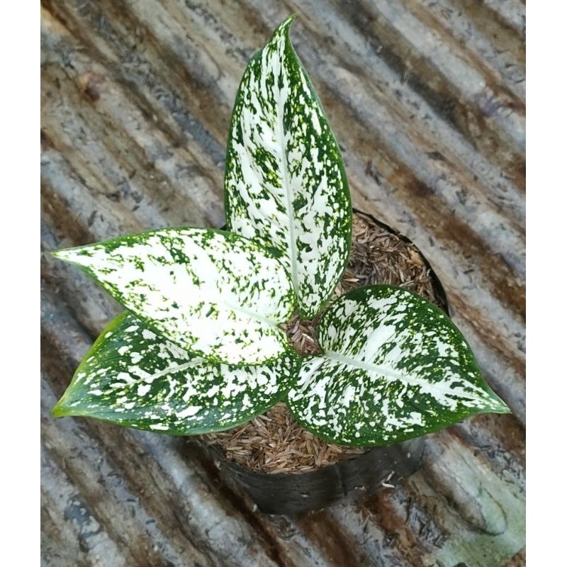 aglo Big leaf