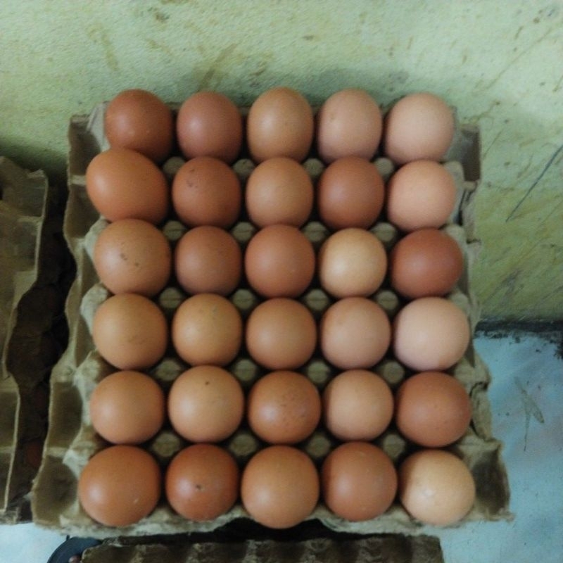 

telur jumbo