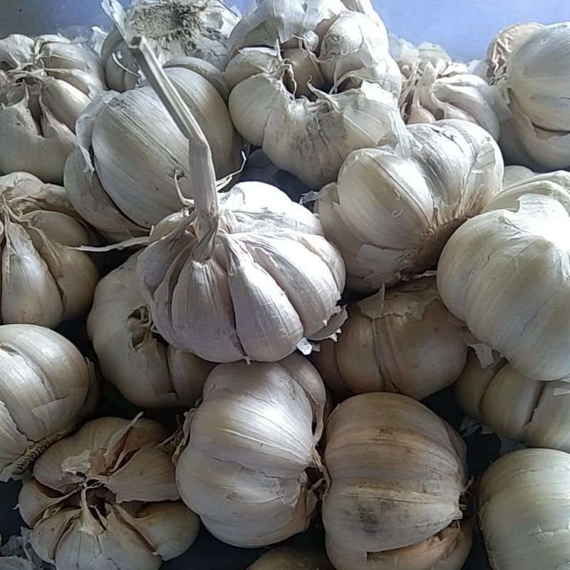 

bawang putih