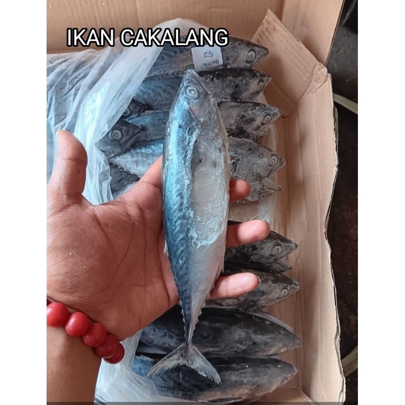 

Ikan Cakalang Beku Frozen 1 kg