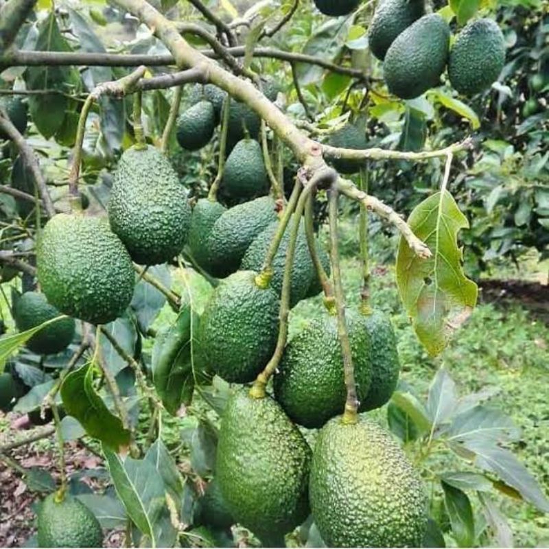 Bibit alpukat Hass original hasil okulasi