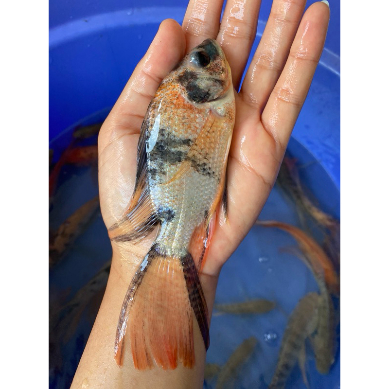 IKAN NILA KUMPAY SIZE 2 jari sehat berkwalitas lincah