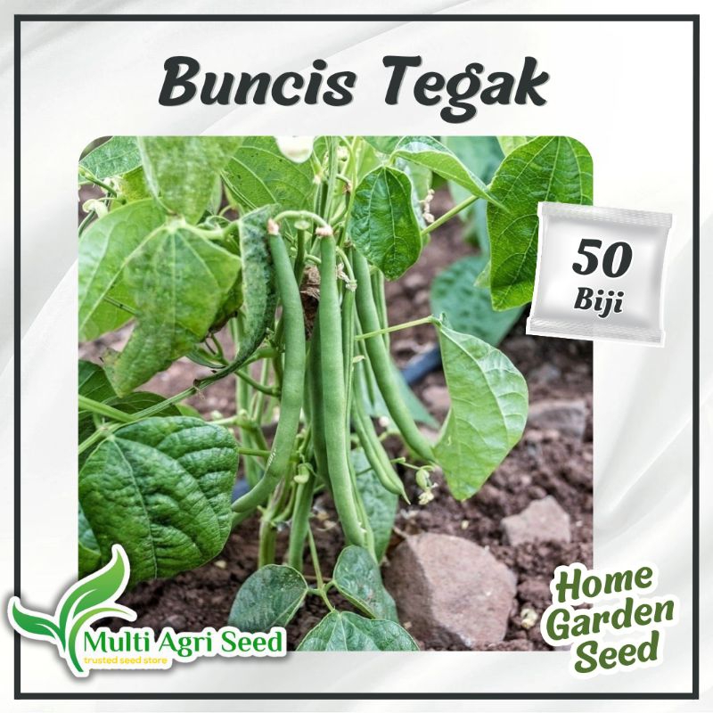 50 Biji Benih Buncis Tegak Bibit Buncis Perdu Tidak Merambat