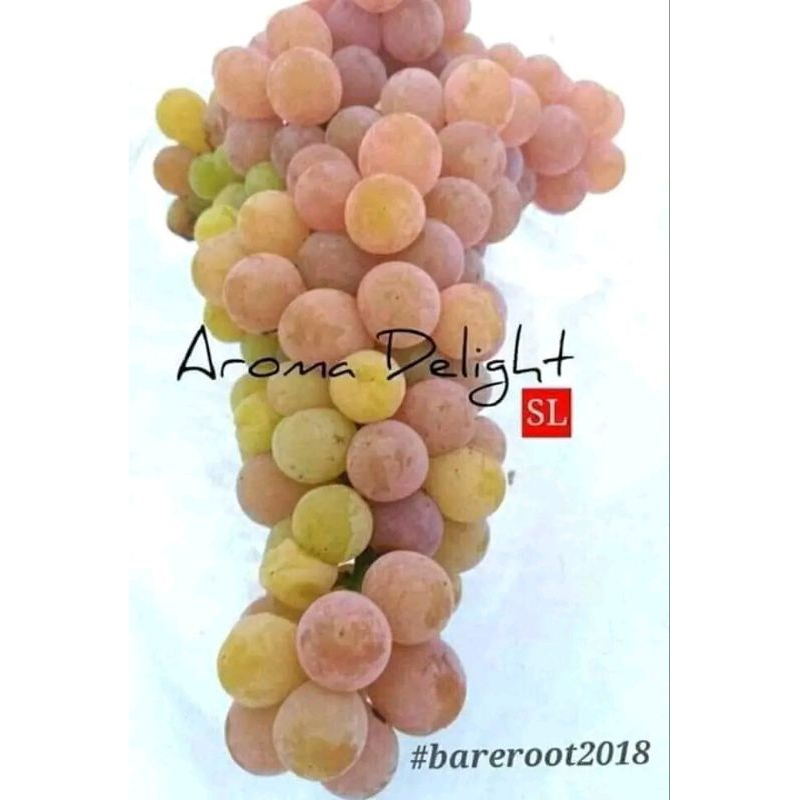 

Bibit anggur import varian aroma delight