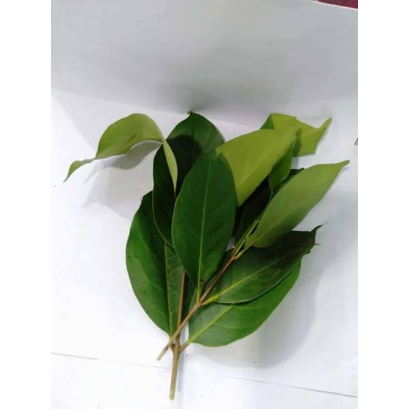 

DAUN SALAM SEGAR, SALAM