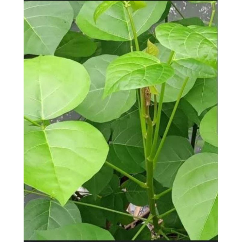 

daun Dadap segar 250 gram