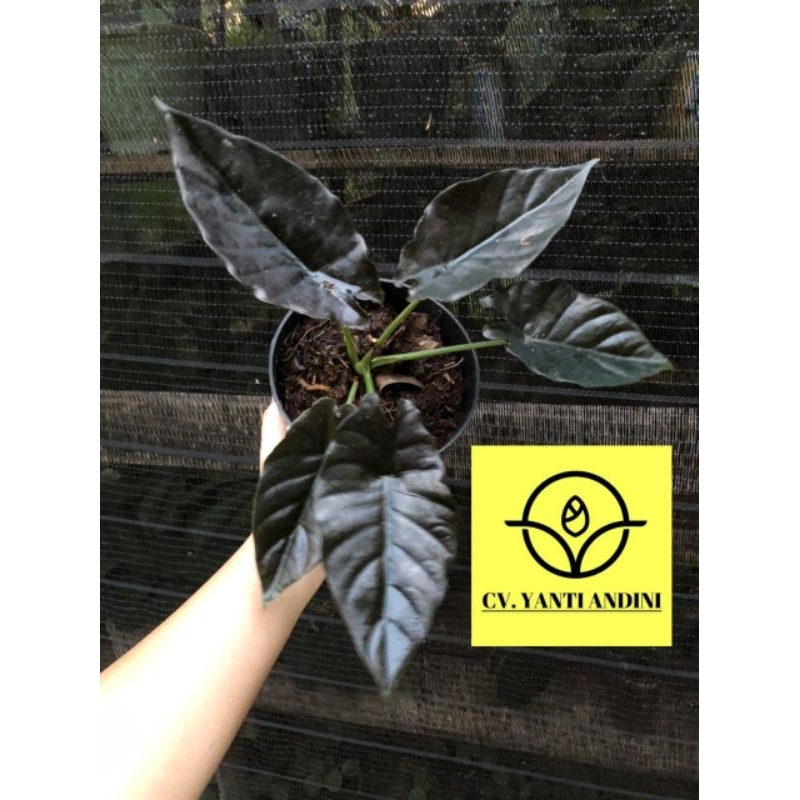Alocasia Infernalis Black Indo Dewasa