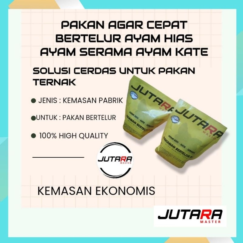 pakan ayam hias agar cepat bertelur dan rajin bertelur ayam serama ayam kate